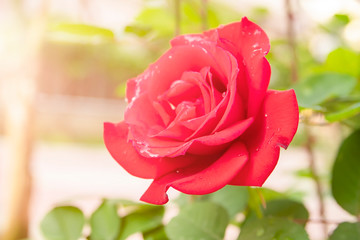 rose flower red Bud close up