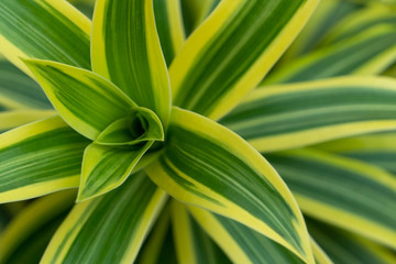 Close-up of the yellow-green leaves of the dracaena reflexa tree.