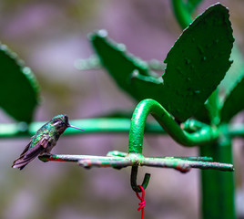 Eine Reise durch das wundervolle Costa Rica.