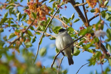 Eine männliche Mönchsgrasmücke sitzt im Frühling ein einem Baum mit grünen Blättern und bunten Blüten, Sylvia atricapilla