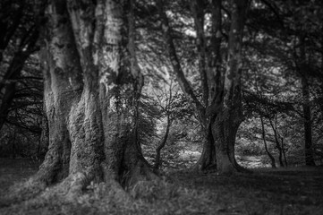 Black and white effect of old beech trees covered with moss, Glencoe, Scotland. Concept: Scottish famous panoramas, mysterious ancient places, Scottish nature