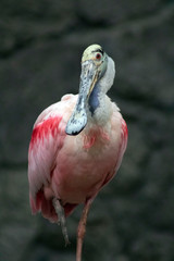 Roseate Spoonbill sitting in a tree