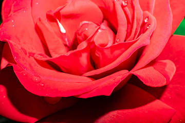 rose flower red Bud close up