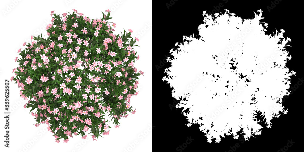 Wall mural top view of tree (nerium oleander dwarf) png with alpha channel to cutout 3d rendering