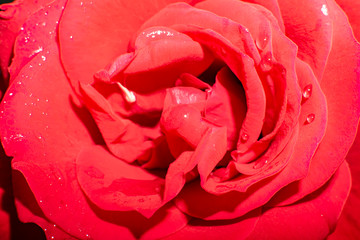 Naklejka premium rose flower red Bud close up