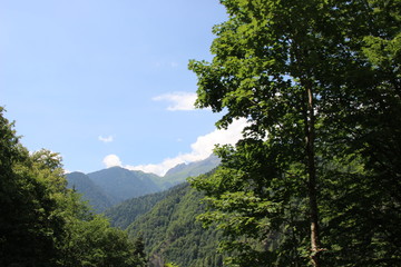 trees and sky