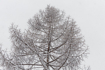 Brown larch tree branches covered with white fresh fluffy snow are in winter day