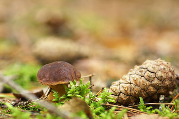 Fungus and cone