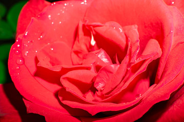 rose flower red Bud close up