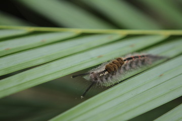 Caterpillars are the larval stage of members of the order Lepidoptera (the insect order comprising butterflies and moths).