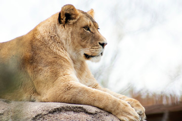 lioness portrait in the zoo