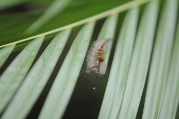 Caterpillars are the larval stage of members of the order Lepidoptera (the insect order comprising butterflies and moths).
