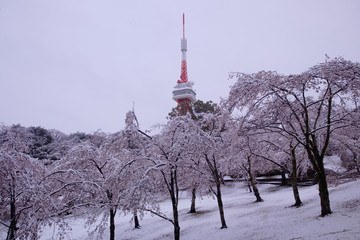 宇都宮市　八幡山公園　満開のソメイヨシノと積雪