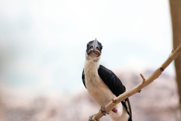 Von Der Decken's Hornbill with insect