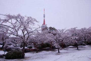 宇都宮市　八幡山公園　満開のソメイヨシノと積雪