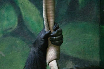 Western Lowland Gorilla gripping rope