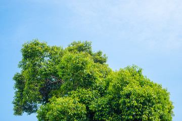 Tree with blue sky . background