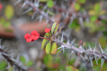 Christs thorn