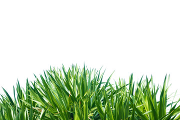Green grass isolated on white background.