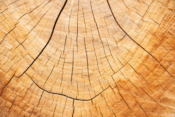 Fototapeta premium Brown wooden texture . background