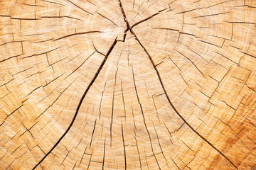 Fototapeta premium Brown wooden texture . background