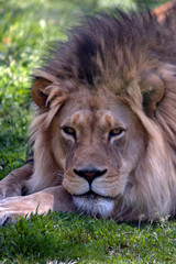 male lion in the wild