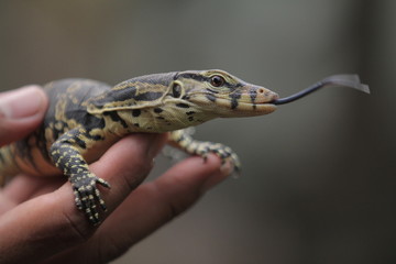 Fototapeta premium The Asian water monitor (Varanus salvator), also called common water monitor, is a large varanid lizard native to South and Southeast Asia.