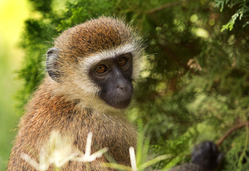 Vervet Monkey