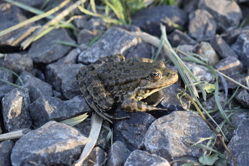 Beautiful river toad with big eyes on small gravel.