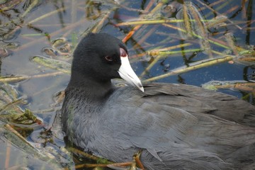 White beaked duck in the water