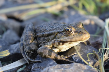 Beautiful river toad with big eyes on small gravel.