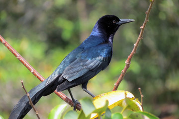 Obraz premium Pretty bird up in the tree