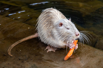 Weißer Nutria an der Nidda in Frankfurt-Rödelheim