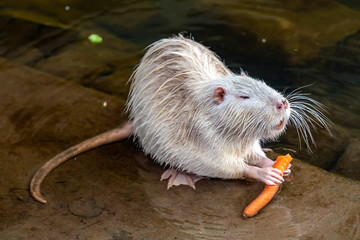 Weißer Nutria an der Nidda in Frankfurt-Rödelheim