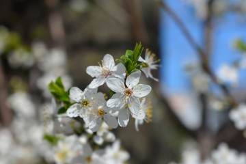 Sweet cherry tree