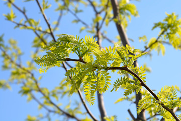 Thornless Honey locust
