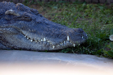 crocodile in the water at zoo