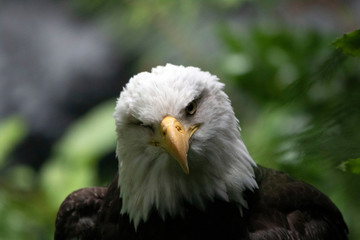 portrait of a american bald eagle