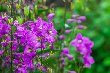Delphinium elatum, Delphinium menziesii. Blue flowers blooming in the meadow on a green grass background for the cover, banner, postcard. Copy space for text.