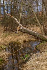 Ein umgestürzter Baum liegt auf einer Wiese mit Bachlauf