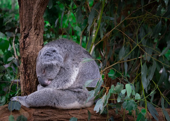 Koala sleeps on tree in Australia.