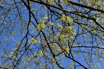Blüte des Spitzahorn, Acer platanoides, vor tiefblauem Himmel im Frühling, April