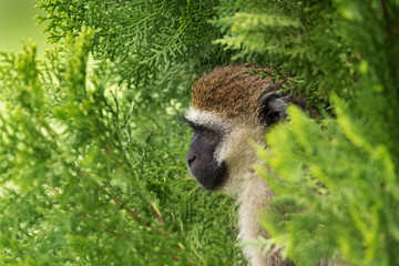 Vervet Monkey in the bushes, Bogoria
