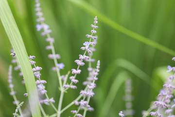 close up of lavender flowers
