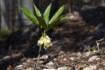 Quirlblättrige Zahnwurz, Cardamine enneaphyllos, blüht im Frühling