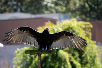 North american turkey vulture