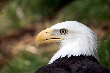 american bald eagle