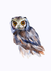 Owl, hand-drawn in watercolor. Sketch on a white background