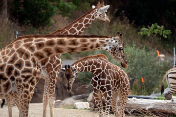 giraffe eating family grass