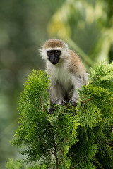 Vervet Monkey perched on a tree
